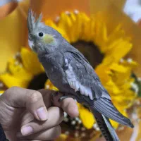 عروس هلندی مولد و سخنگو