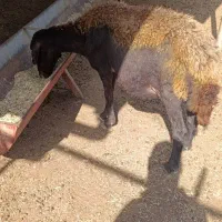 گوسفند افشار