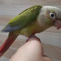 گرینچیک