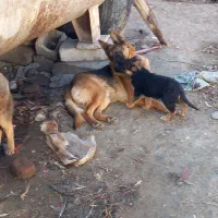 واگذاری سگ پاکوتاه|سگ|اردبیل, |دیوار