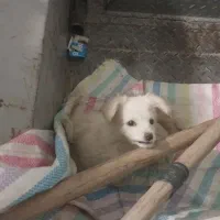 واگذار سگ پاکوتاه پامرقیمت توافقی