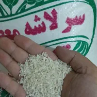 کشت دوم برنج فوق‌العاده ۲۸۵ت سرلاشه ۱۷۵ هاشمی|خوردنی و آشامیدنی|بابکان, |دیوار