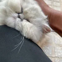 گربه پرشین|گربه|یزد, |دیوار