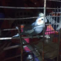 عروس هلندی دوعدد نر|پرنده|پاکدشت, پاکدشت (مامازند)|دیوار