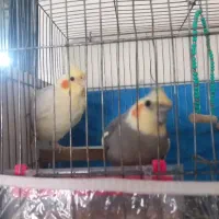 عروس هلندی