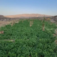 بیده درجه یک منطقه اباد چهل تن منی صدتومن