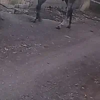نریان مصری از سیلمی جی ارسلیم شیش دانگ