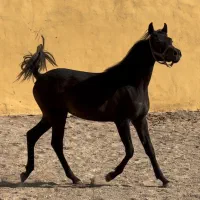 کره نریان عرب مصری ۲سر وارداتی پرخون|اسب و تجهیزات اسبسواری|تهران, بوستان چیتگر|دیوار