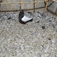 سینه مشکی دوکت سفید نرمست کاکولی نوک سفید