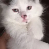 گربه ماده ۳ماهه میکس پرشین