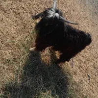 نری سالم کمتر از یک سال هستن چاق و سرحال|حیوانات مزرعه|آسمینون, |دیوار