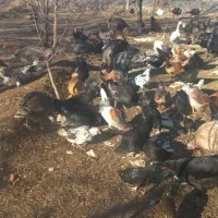 بوقلمون محلی|حیوانات مزرعه|کرج, گلستان|دیوار