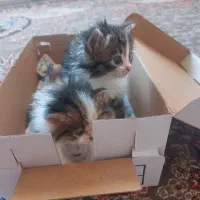 ۲ تا بچه گربه