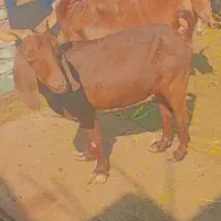 بز ابستن ..|حیوانات مزرعه|زاهدان, |دیوار