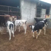 4عدد گوساله نر هلشتان شیرمست کپل پهن درجه یک