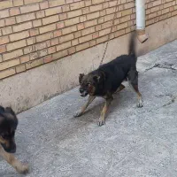 واگذارسگ نگهبان|سگ|قرچک, ولی آباد|دیوار