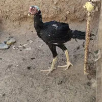جوجه لاری