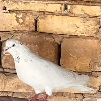 کبوتر کفتر سو قدیم