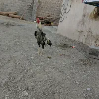 خروس جاوا نسل دار.