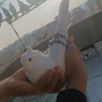 کفتر زینتی|پرنده|صباشهر, |دیوار