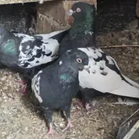 کفتر معامله با عروس هلندی