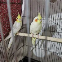 عروس هلندی لوتینو مولد