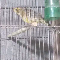 سهره گاوی جنگلی سبز و زرد|پرنده|تاکستان, |دیوار