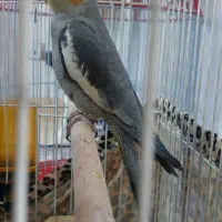 عروس هلندی نر به همراه دو عدد قفس