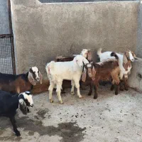 بزغاله نر ماده