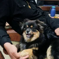 سگ پامرین خرسی نر