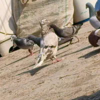 کبوتر دم سفید|پرنده|سوسنگرد, |دیوار