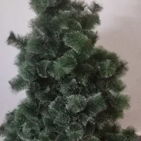 درخختچه کاج دومتری
