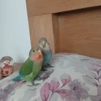 کوتوله برزیلی