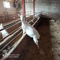 فروش بز سانن|حیوانات مزرعه|میاندوآب, |دیوار