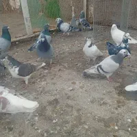 یه چخ کبوتر|پرنده|اسفراین, |دیوار