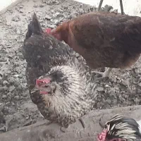 مرغ کرک