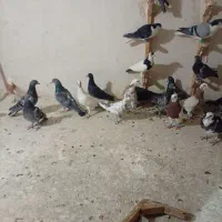 کفتر