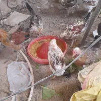 مرغ و خروس گلین|حیوانات مزرعه|کرمان, |دیوار