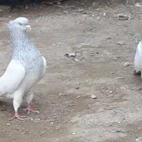 کبوتر خوب