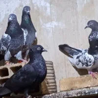 کفتر|پرنده|جاسک, |دیوار