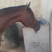 شادکان