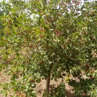 فروش یک قطعه باغ میوه به همراه خانه باغ بزرگ