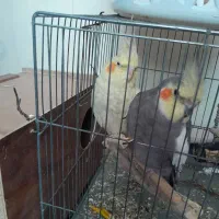 یک جفت عروس هلندی