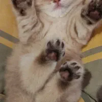 british golden|گربه|کرج, گوهردشت|دیوار