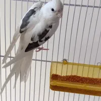 عروس دوکت البینو ماده