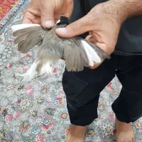 قناری|سگ|دزفول, |دیوار