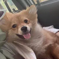 سگ پامرانین