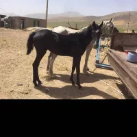 مادیون|اسب و تجهیزات اسبسواری|خرمآباد, |دیوار