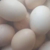 تخم مرغ کردی