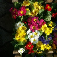 باغبانی سم  پاشی درختان در تمام نقاط شهر|خدمات باغبانی و درختکاری|مشهد, آزادشهر|دیوار